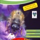 Wildlife World Wildflower Attractor pack - Pollinating Bees  